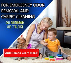 Mold Removal | Carpet Cleaning San Jose, CA